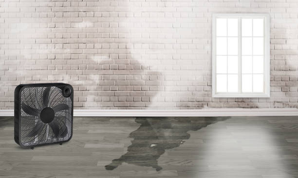 Best Water damage cleanup near me  in Cottonwood, AZ