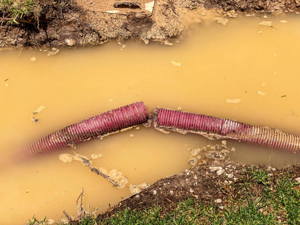 Best Carpet water damage restoration  in Cottonwood, AZ